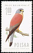 Lesser Kestrel Falco naumanni