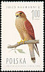 Lesser Kestrel Falco naumanni  1975 Birds of prey 