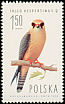 Red-footed Falcon Falco vespertinus