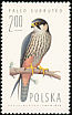 Eurasian Hobby Falco subbuteo