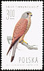 Common Kestrel Falco tinnunculus