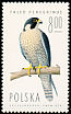 Peregrine Falcon Falco peregrinus