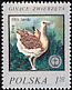 Great Bustard Otis tarda