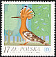 Eurasian Hoopoe Upupa epops