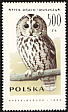 Tawny Owl Strix aluco