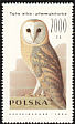 Western Barn Owl Tyto alba