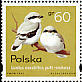 Great Grey Shrike Lanius excubitor