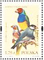 Gouldian Finch Chloebia gouldiae