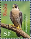 Peregrine Falcon Falco peregrinus