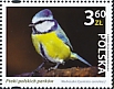 Eurasian Blue Tit Cyanistes caeruleus