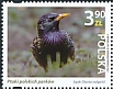 Common Starling Sturnus vulgaris