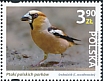 Hawfinch Coccothraustes coccothraustes