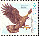 Golden Eagle Aquila chrysaetos