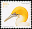 Northern Gannet Morus bassanus  2000 Birds of Portugal 