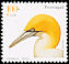 Northern Gannet Morus bassanus