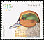 Eurasian Teal Anas crecca  2000 Birds of Portugal 