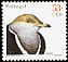 Little Bustard Tetrax tetrax  2001 Birds of Portugal 