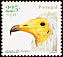 Egyptian Vulture Neophron percnopterus