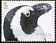 African Penguin Spheniscus demersus