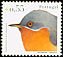 Western Subalpine Warbler Curruca iberiae  2003 Birds of Portugal 