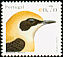 Western Black-eared Wheatear Oenanthe hispanica  2003 Birds of Portugal 