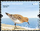 Sanderling Calidris alba