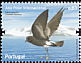 Wilson's Storm Petrel Oceanites oceanicus  2008 International polar year 
