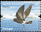 Wilson's Storm Petrel Oceanites oceanicus