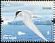 Arctic Tern Sterna paradisaea  2008 International polar year 