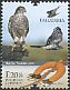 Eurasian Sparrowhawk Accipiter nisus  2013 Falconry 