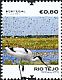 Pied Avocet Recurvirostra avosetta