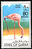 American Flamingo Phoenicopterus ruber