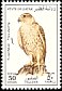 Saker Falcon Falco cherrug