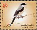 Lesser Grey Shrike Lanius minor