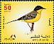 Western Yellow Wagtail Motacilla flava  2009 Birds 