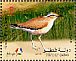 Cream-colored Courser Cursorius cursor