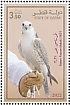 Saker Falcon Falco cherrug