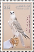 Saker Falcon Falco cherrug