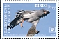 Pale Chanting Goshawk Melierax canorus