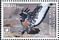 Jackal Buzzard Buteo rufofuscus  2018 Birds of prey White frames