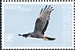 Long-winged Harrier Circus buffoni