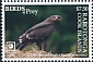 Lesser Spotted Eagle Clanga pomarina  2018 Birds of prey White frames