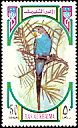 Budgerigar Melopsittacus undulatus  1972 Birds 