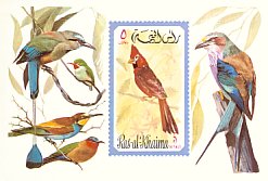 Northern Cardinal Cardinalis cardinalis  1972 Birds 