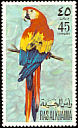 Scarlet Macaw Ara macao  1972 Birds 