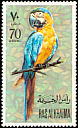Blue-and-yellow Macaw Ara ararauna  1972 Birds 