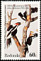 Ivory-billed Woodpecker Campephilus principalis