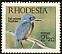Half-collared Kingfisher Alcedo semitorquata  1971 Birds of Rhodesia 