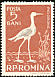 Black-winged Stilt Himantopus himantopus