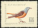 Common Rock Thrush Monticola saxatilis  1959 Birds 